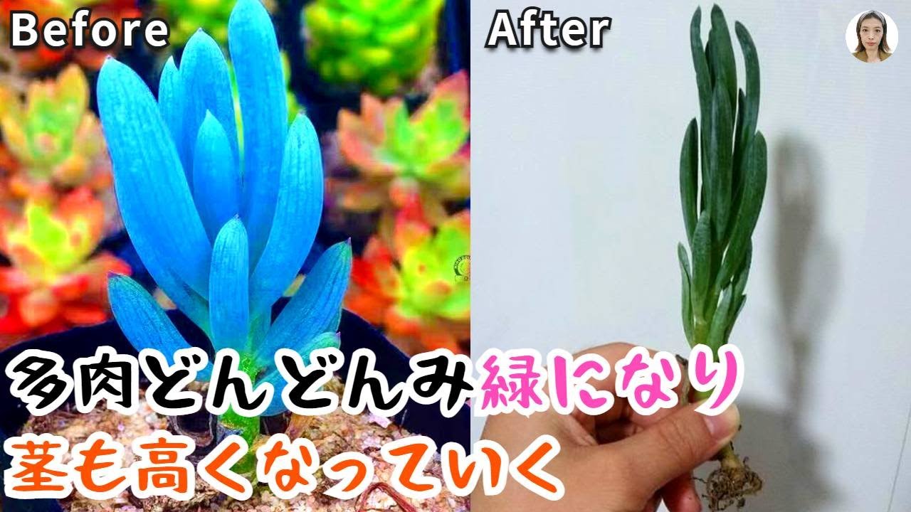 There are seven reasons why succulents get greener and taller, and