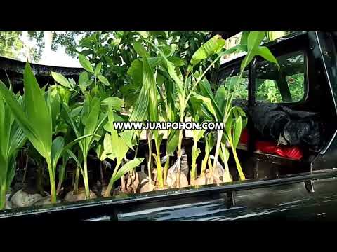 Dapatkan Bibit Pisang Mulyo Super Cepat Berbuah Hanya Disini! (Proses Kirim)