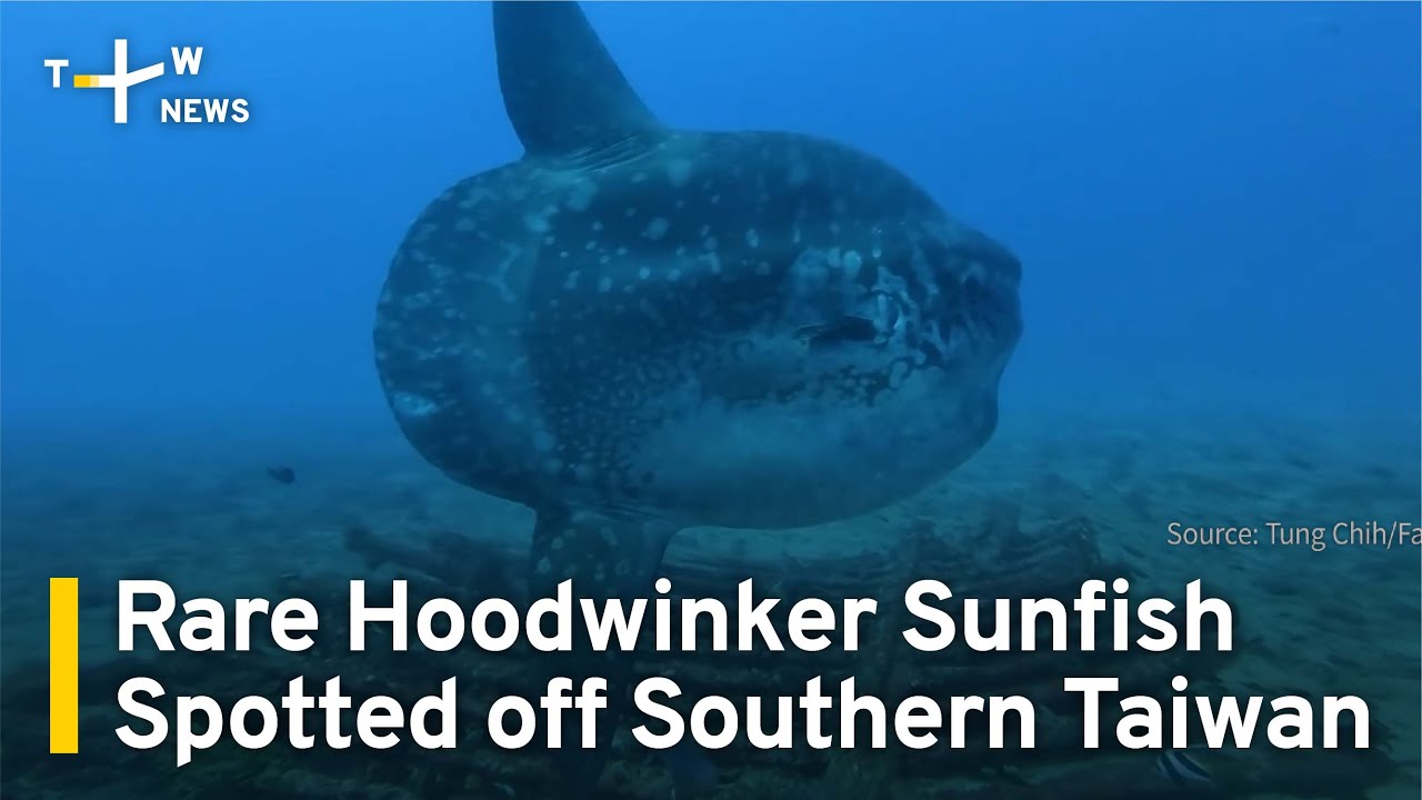 Rare Hoodwinker Sunfish Spotted off Southern Taiwan | TaiwanPlus