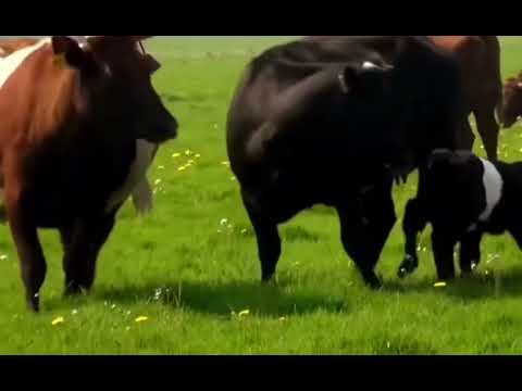 Mooooo Says the Sassy Cow! (original narration by Randall)