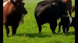 Mooooo Says the Sassy Cow! (original narration by Randall)