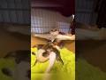 The Cats First Time being a Mom 😺 🐈#cats #funny #dogs #animals #pets