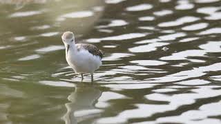 Juvenile black-winged stilts @martinpuchert7986