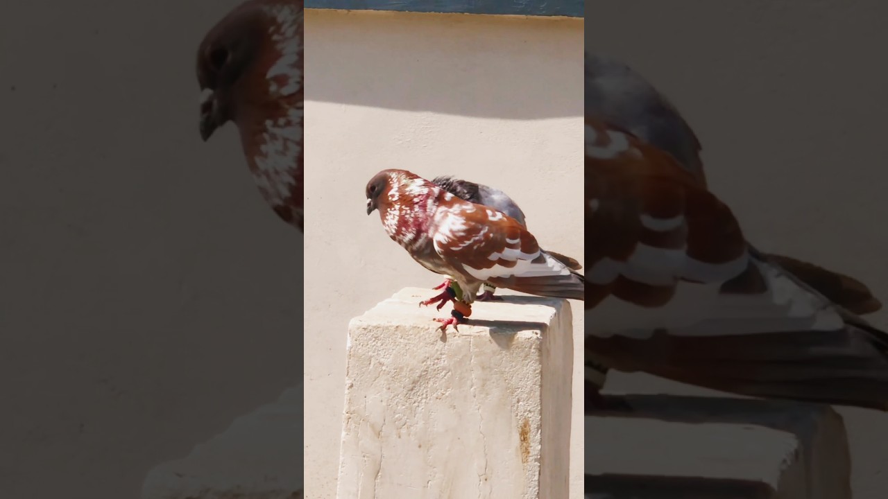 #kubutervideos #pigeon #kabootarba #kabutar #YouTube short #love #fancyanimal#pigeon 🔥🔥😱😱😻