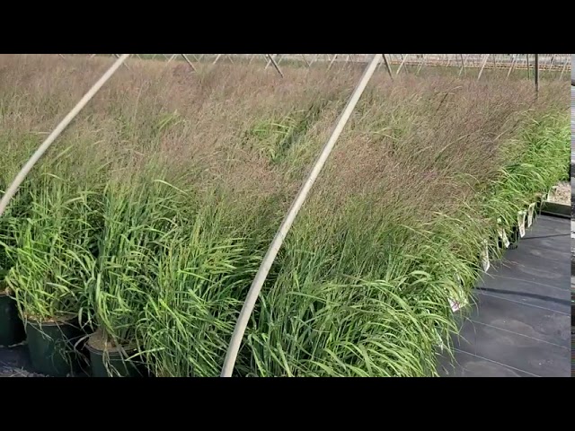 Panicum 'Purple Tears' (Switch Grass) //Graceful NATIVE Ornamental Grass 🌝GLOWING Purple Seed Heads!
