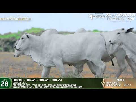 LOTE 28