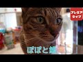 ぽぽと鱧【Popo and conger】