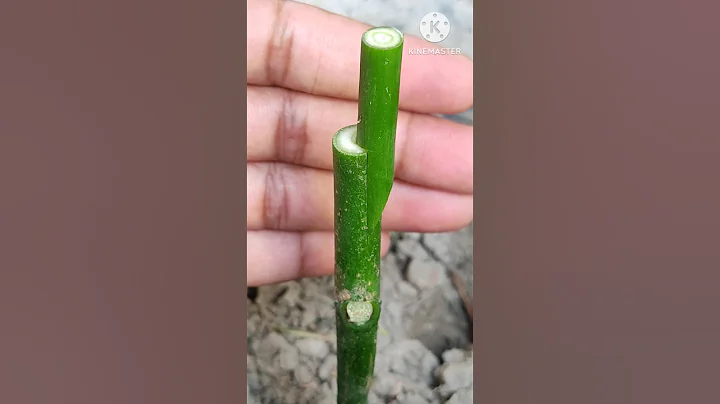 New technique for successful grafting in July #shorts #satisfying #shortsviral #tiktok #garden