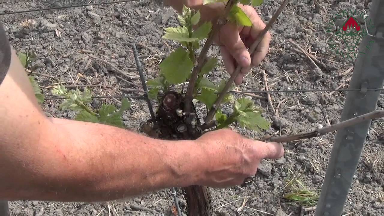 Ausbrechen und Triebkorrektur: "Sanfter Schnitt", 10 J. alter Stock, W.burgunder