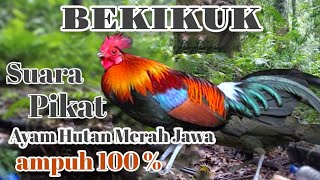 SUARA PIKAT AYAM HUTAN MERAH JAWA(Bekikuk atau Bekisar ) // JERNIH 100 % AMPUH