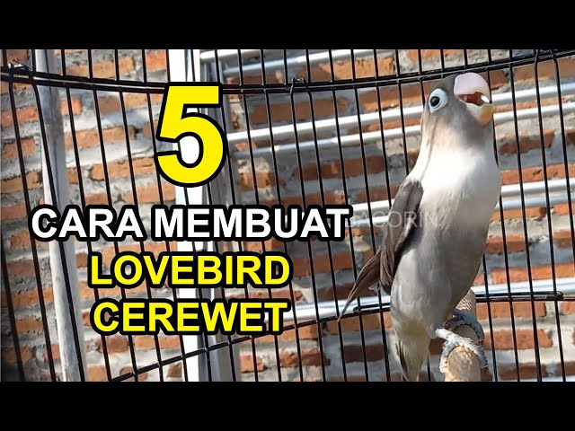 5 Cara Membuat LOVEBIRD CEREWET Ngekek Panjang Dengan Cepat class=