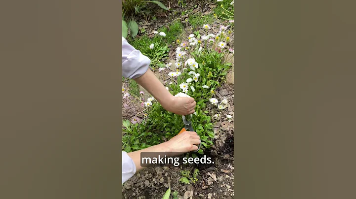 Keep English Daisies Blooming Longer - DayDayNews