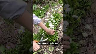 Keep English Daisies Blooming Longer