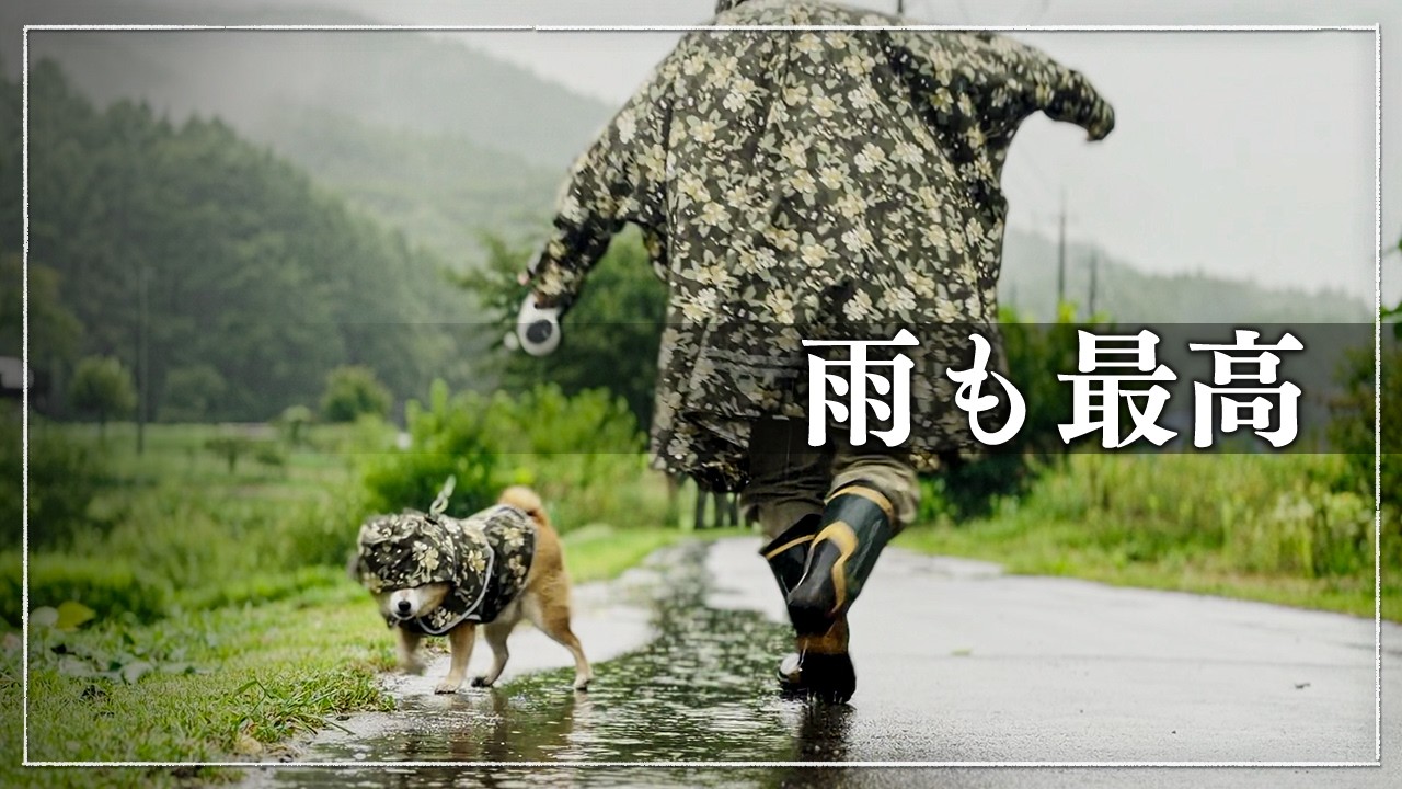 柴犬と暮らす｜雨の日、3匹の柴犬が思うこと - YouTube