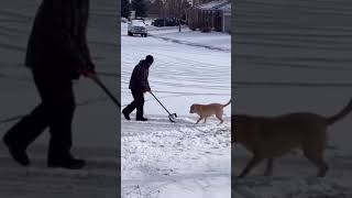 A happy doggo