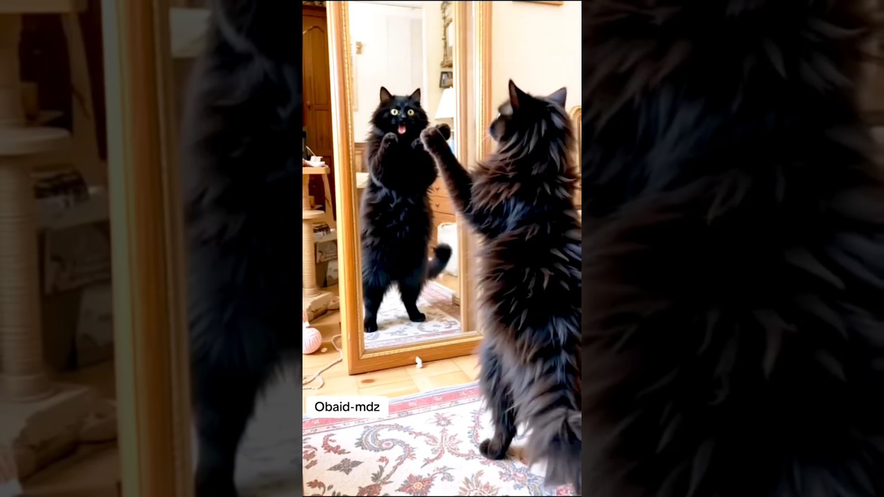 Cat Funny Video So Cute Cat Locking for mirror 
