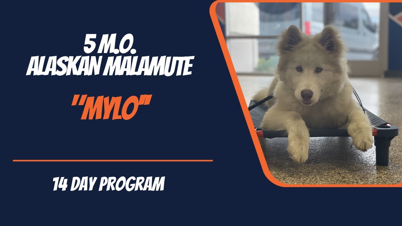 ALASKAN MALAMUTE / DOG TRAINING