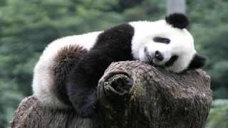 Google Panda Update Hit Your Site? You Need The Penalty Recovery Method!