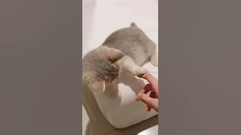 Video 3265951: british shorthair munchkin