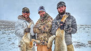 Snow Plowing Coyotes - Wyoming Coyote Hunting by Geoff Nemnich Coyote Hunting Vids 10,227 views 8 months ago 12 minutes, 50 seconds