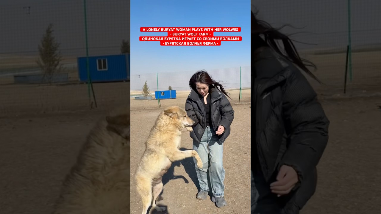 Одинокая бурятка играет со своими волками • Бурятская волчья ферма • 🐺🥰❤️ Шэнэхэнские буряты