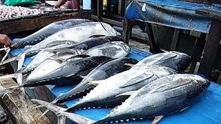 Live 05 Mei 24‼️ Cutting Fresh Yellowfin Tuna