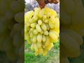 Grapes 🍇🤣 | #shorts #ytshorts #trending #funny