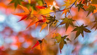 Why do the Leaves Change Color during Fall