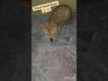 Muffin caught her first mouse ever! 😱🐭#CatShorts#CatVideos #CuteCat#ShortsFeed#kitten