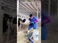 لماذا يضع هؤلاء الرجال الحديد في فم هذه البقرة لماذا يضع هؤلاء الرجال الحديد في فم هذه البقرة