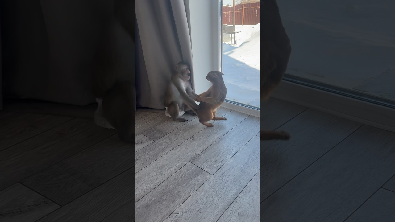 Кот и макака, противостояние