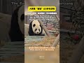 Panda Yiyi Turns 8! Her Mother Fengyi from Ya'an, the Pair Now Living in Mianyang