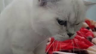 Cat massage during lunch break by MURPHY & LUCY TURKISH ANGORA CATS 31 views 2 years ago 1 minute, 8 seconds