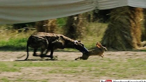 wild rabbit jumping slow motion video