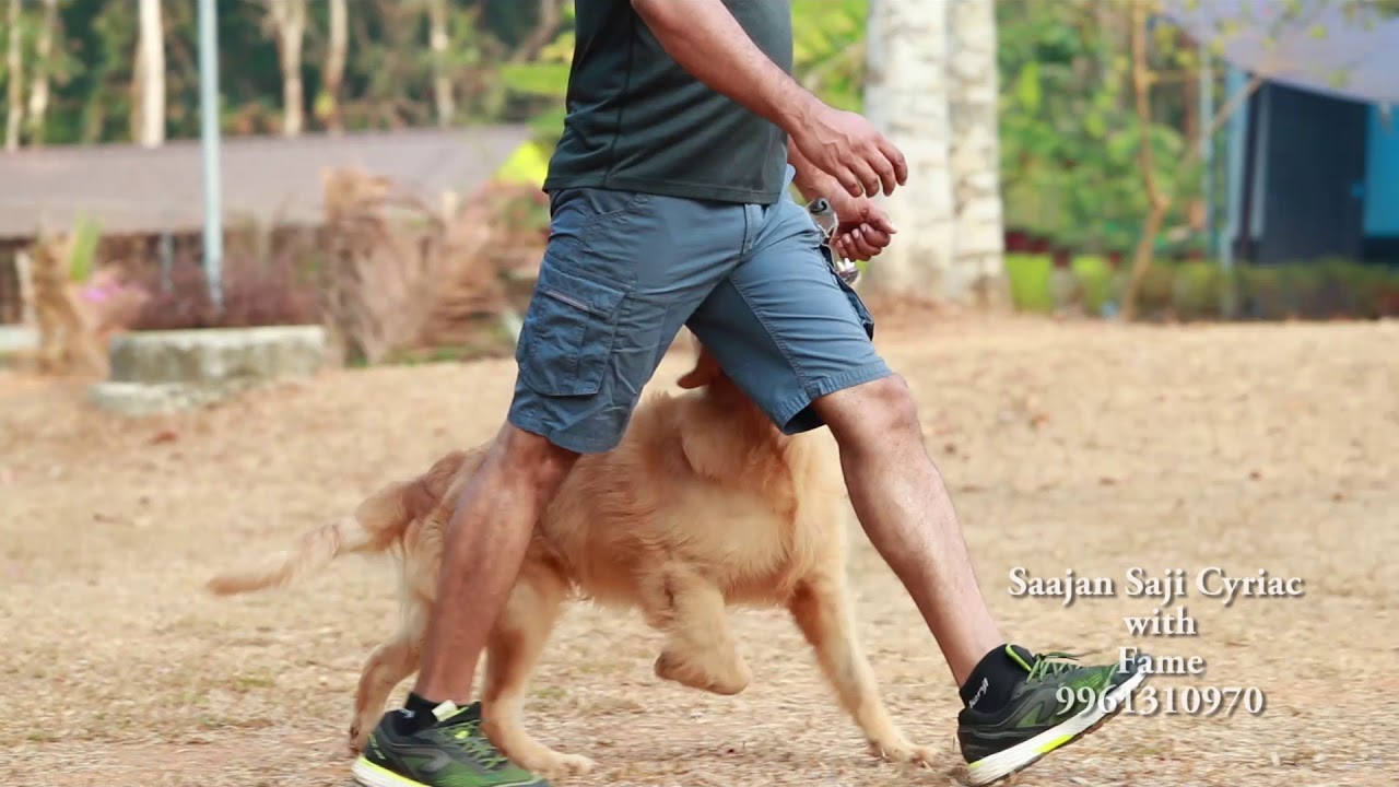 sajan saji cyriac dog training