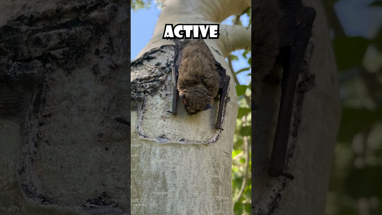 This Bat HAS Rabies! 🦇🦇  