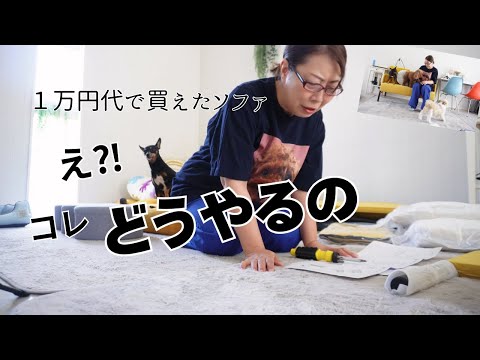 【犬とニトリ激安ソファ】苦手なソファ組み立てに大苦戦!犬たちの冷静な目線www~多頭飼い~チワワ シーズー ミニチュアピンシャー トイプードル