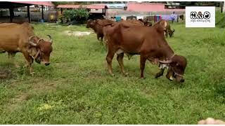 Gir Cows Grazing And Relaxing In Isiri Farms