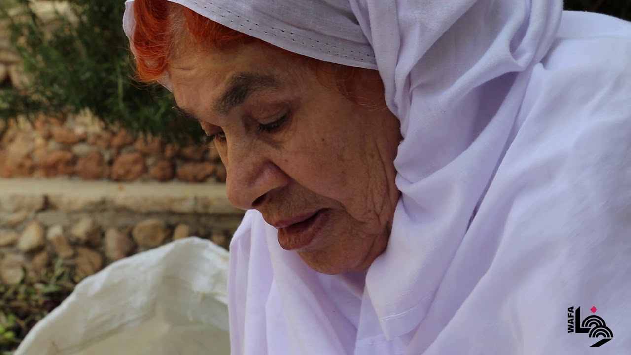 رصع الزيتون.. تقليد متوارث