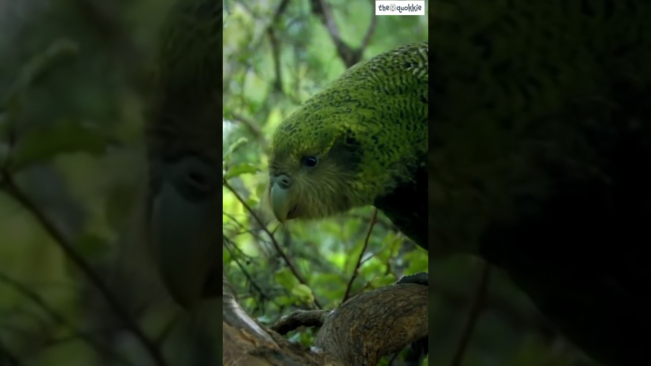Kakapo 🦜 - The World's Plumpest Flightless Parrot 