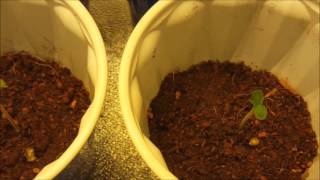 Space Monkey Granola Funk - Coming Up