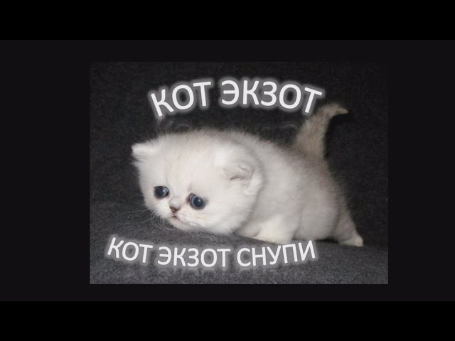 Кот Экзот Снупи Snoopy, ну что за прелесть!