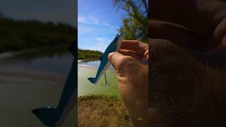Bass eats hammerhead shark!
