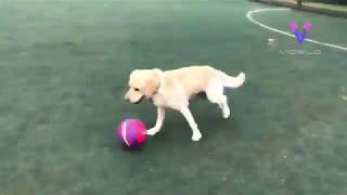 A este perro le encanta jugar al fútbol