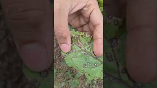 Cercospora Beticola En Cultivo De Remolacha.