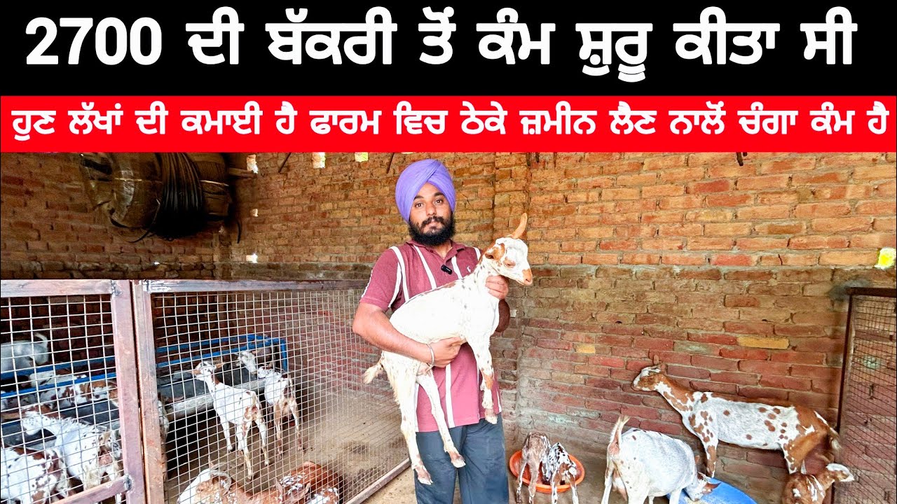 2700 ਦੀ ਬੱਕਰੀ ਤੋਂ ਕੰਮ ਸ਼ੁਰੂ ਕੀਤਾ ਸੀ | GOAT FARM INFORMATION | GOAT FARMING