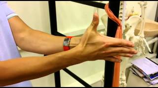 Extensor Pollicis Brevis Work