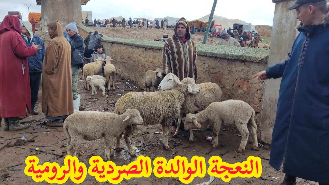 النعجة الوالدة الصردية والرومية في سوق الأربعاء تيفلت مع اثمنة وأرقام هواتف الكسابة 📞 فرجة ممتعة