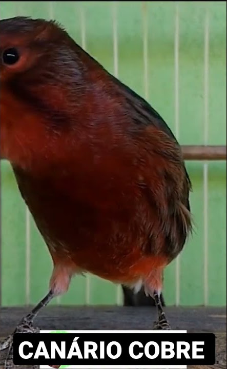 Canário Belga cobre cantando muito !