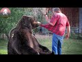 Mother Bear Crying for Help Leads This Man to Her Trapped Cubs